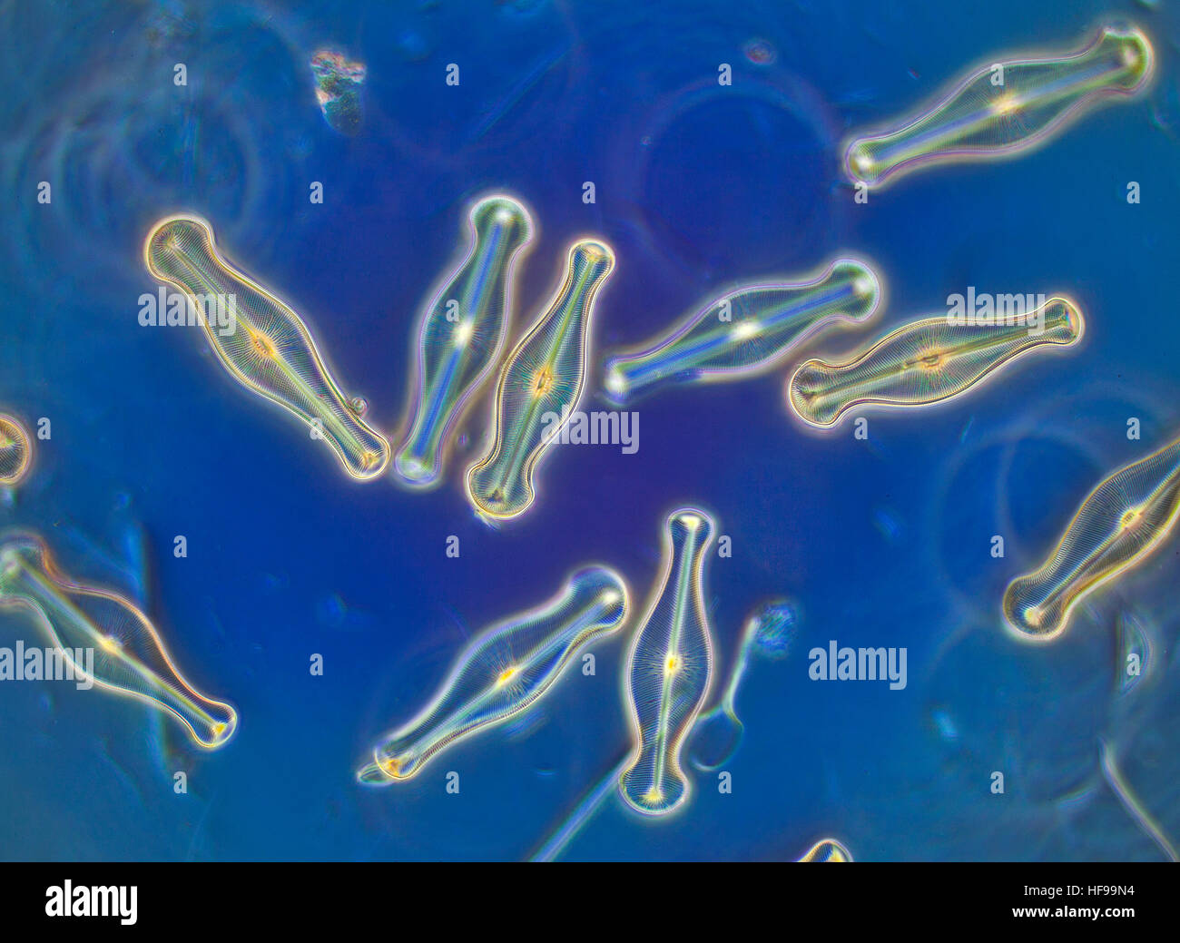 Diatoms, Gomphonema geminatum Stock Photo