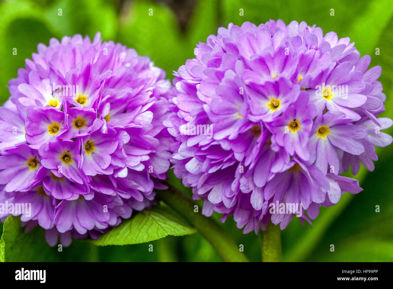 Primula denticulata, Drumstick Primroses, early spring, in bloom Stock Photo