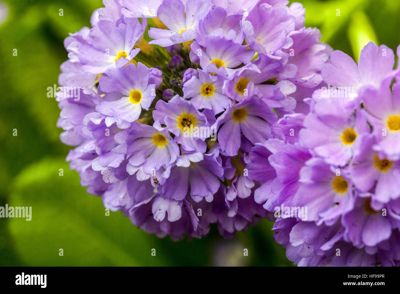 Primula denticulata, Drumstick Primroses, early spring, in bloom Stock Photo