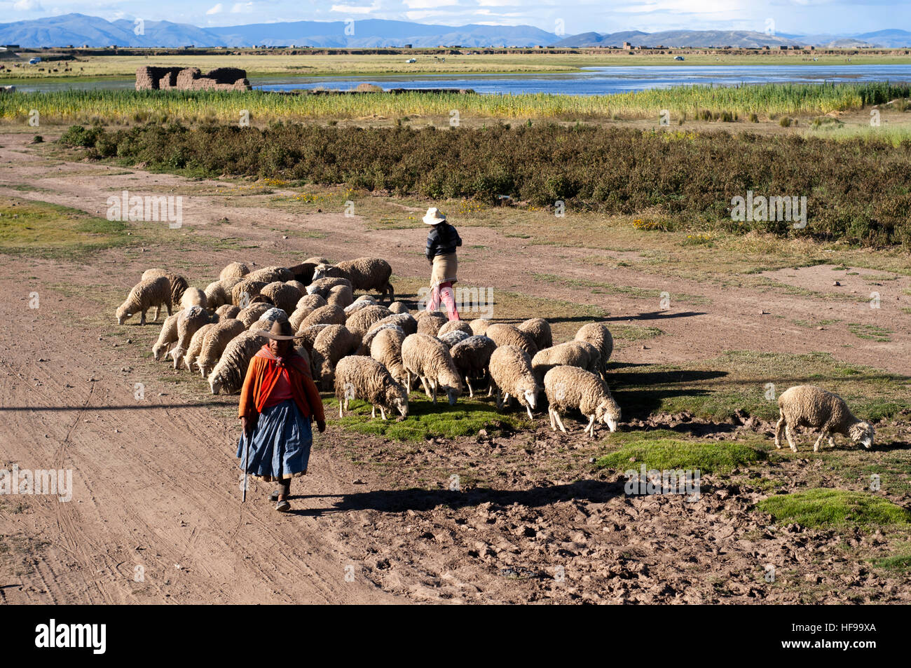 Woman and sheeps in the Peruvian altiplano landscape seen from inside the Andean Explorer train Orient Express which runs between Cuzco and Puno. Alti Stock Photo