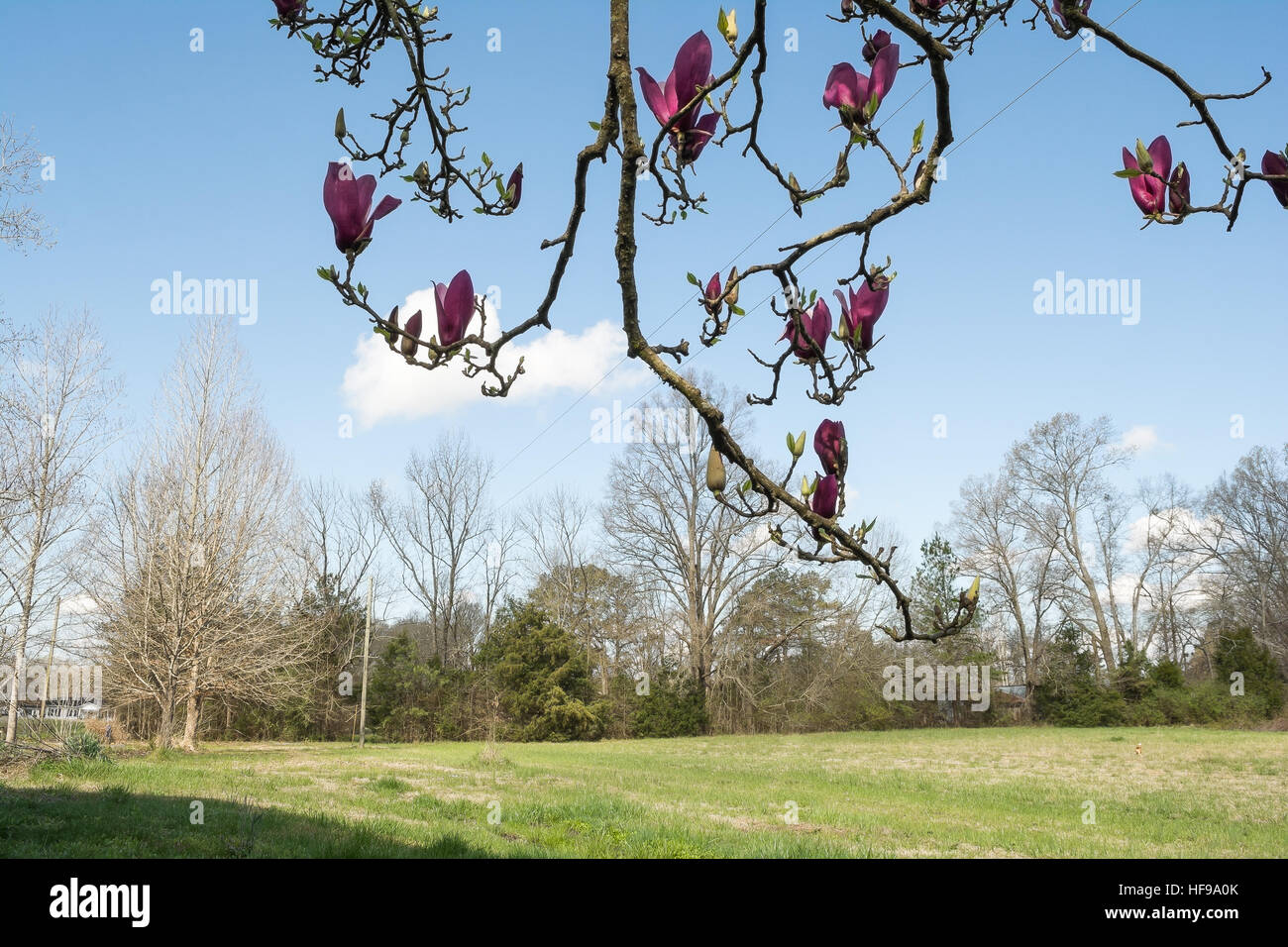 Purple hanging flowers hi-res stock photography and images - Alamy