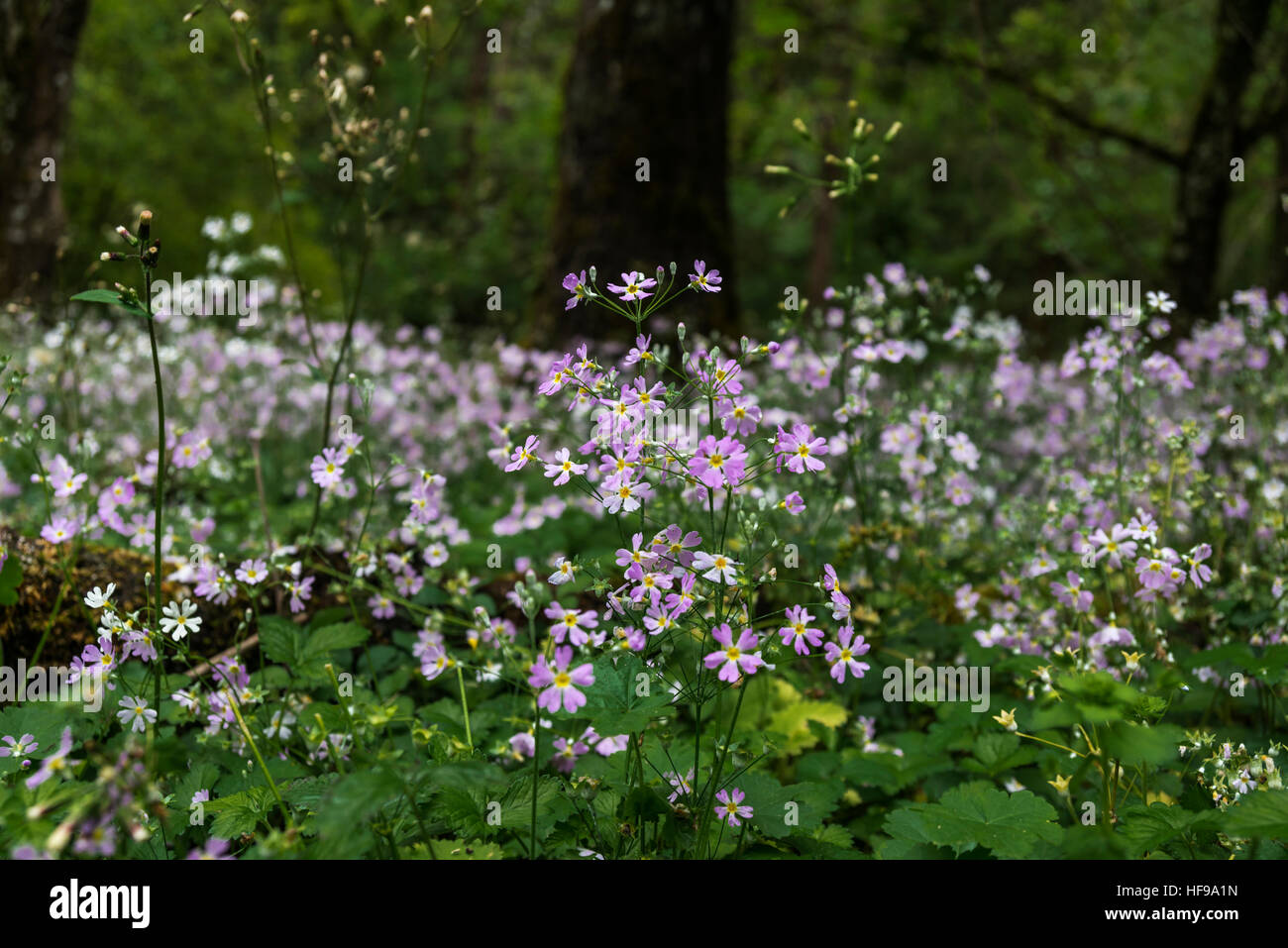 Blue and yellow primula vulgaris hi-res stock photography and images ...