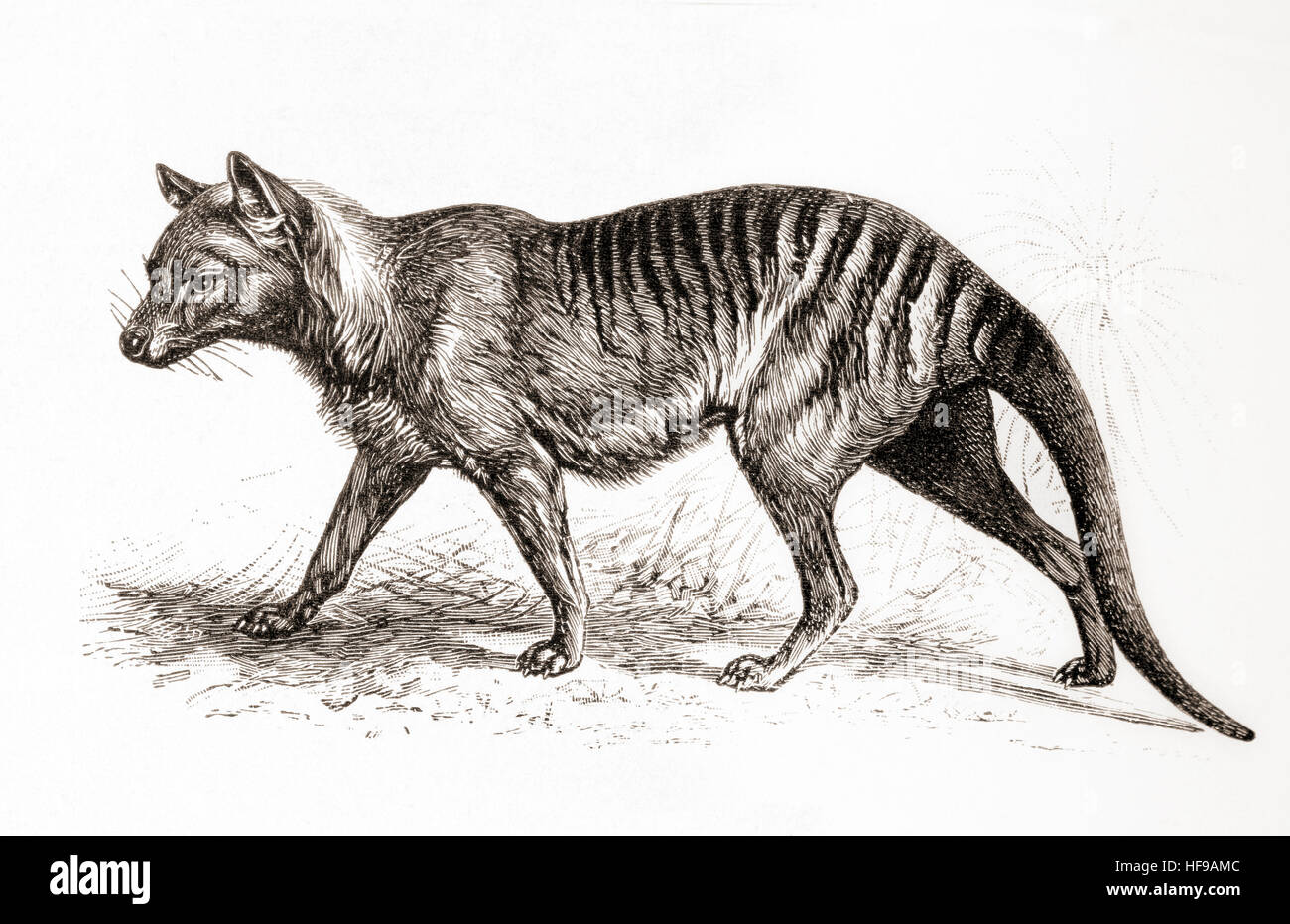 A thylacine,Thylacinus cynocephalus, aka Tasmanian tiger (because of its striped lower back) or Tasmanian wolf.  From Meyers Lexicon, published 1924. Stock Photo