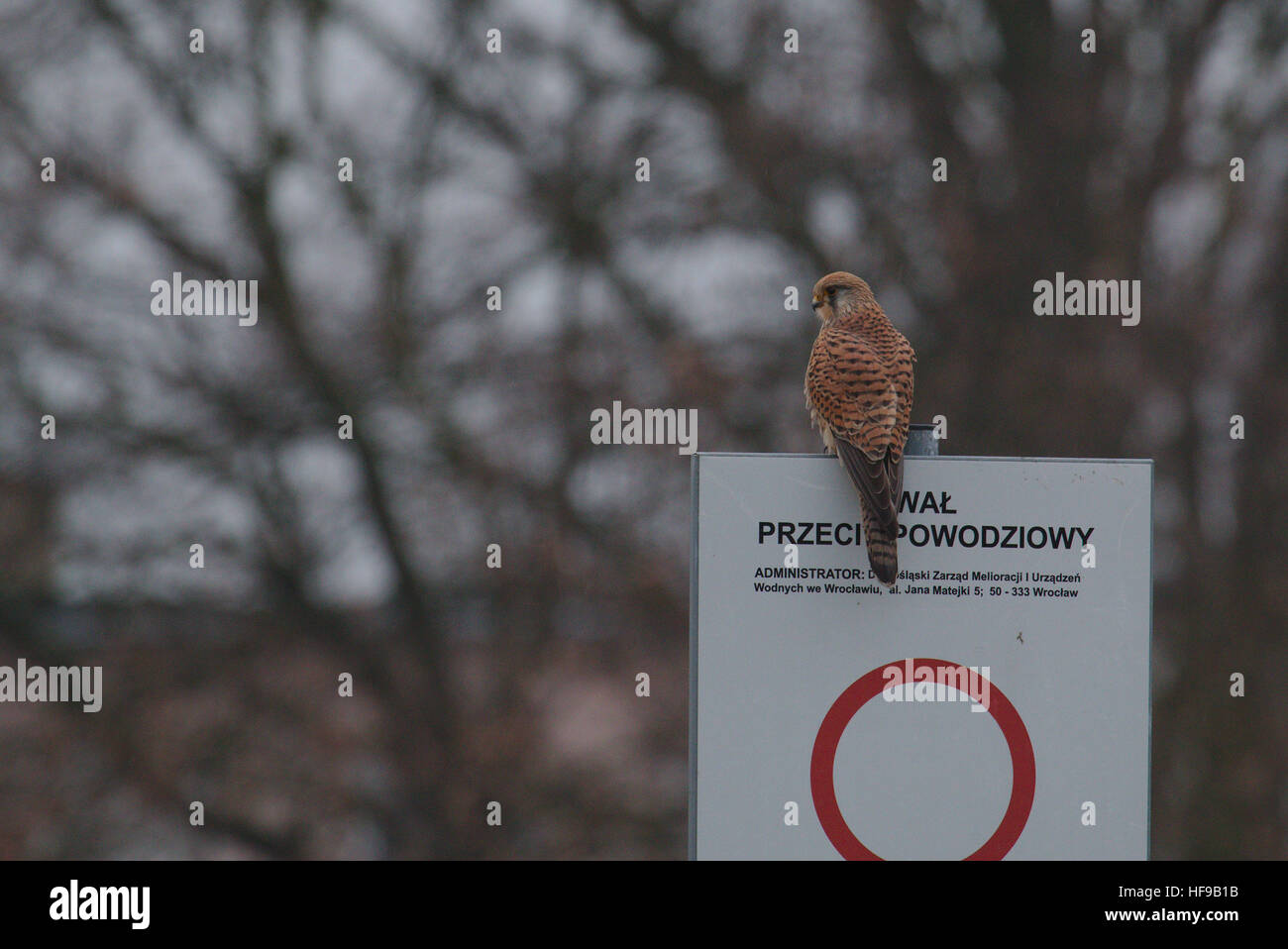 Female european kestrel (Falco tinnunculus) watching for a prey from a road sign saying 'anti-flood embankment' (in Polish) Stock Photo