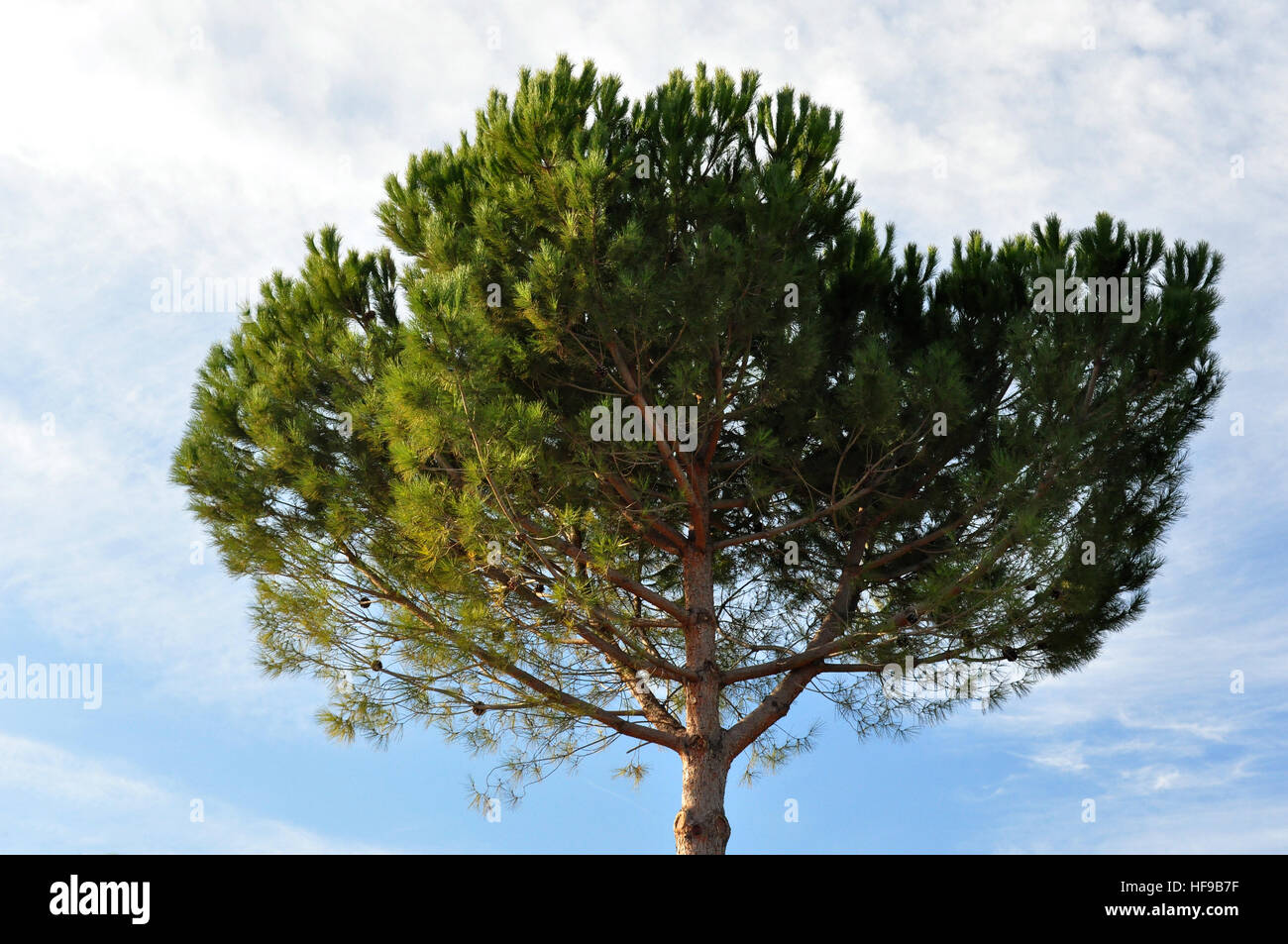 green pine and blue sky Stock Photo - Alamy