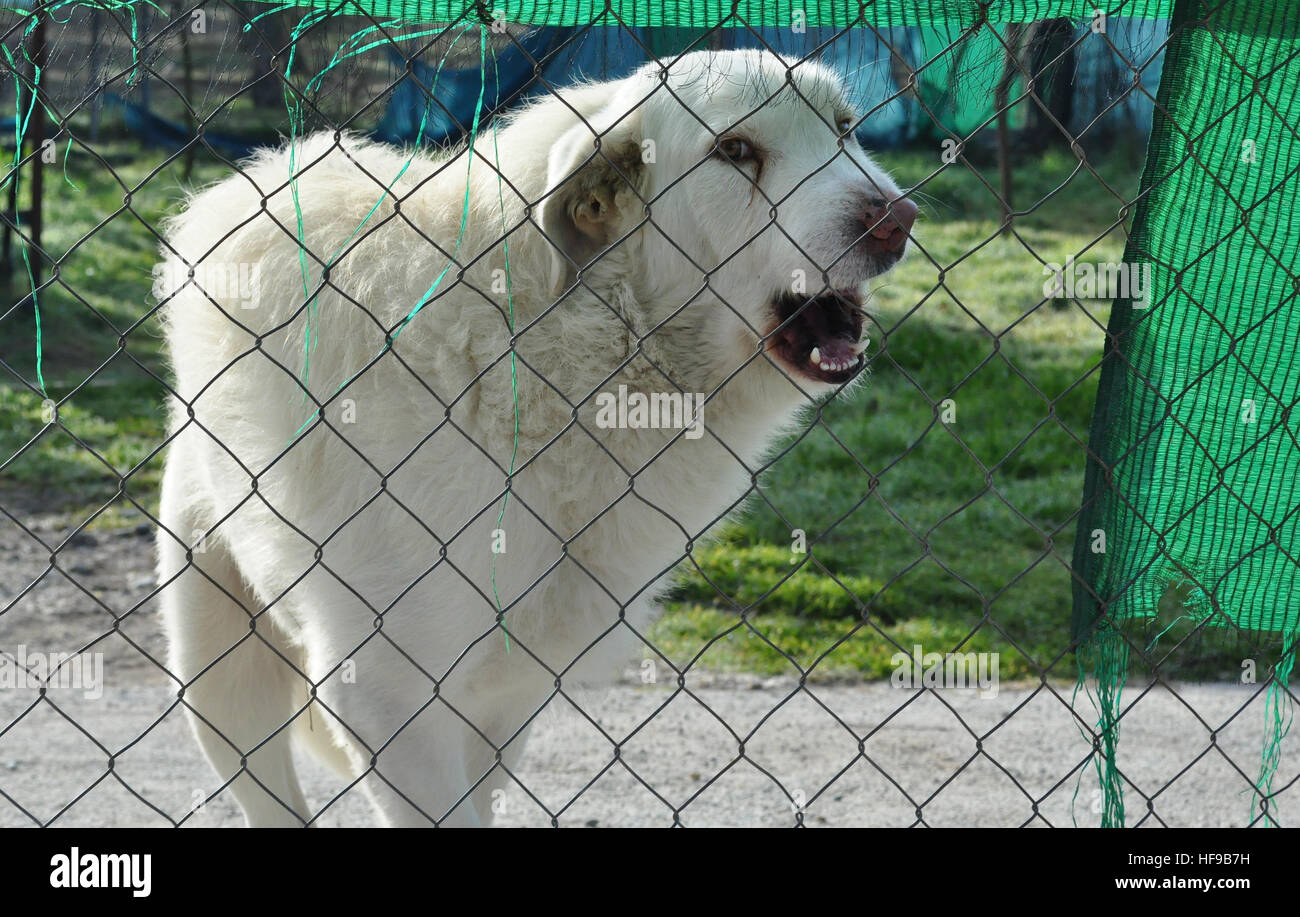Guard Dog Behind The Fence Stock Photo Alamy