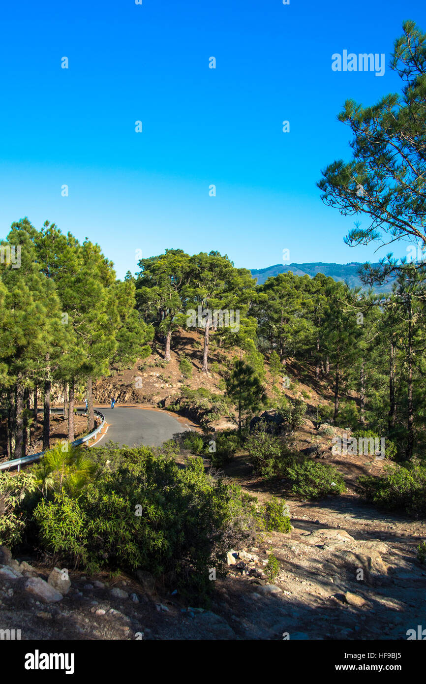 Tamadaba, natural park in Gran Canaria, Spain Stock Photo