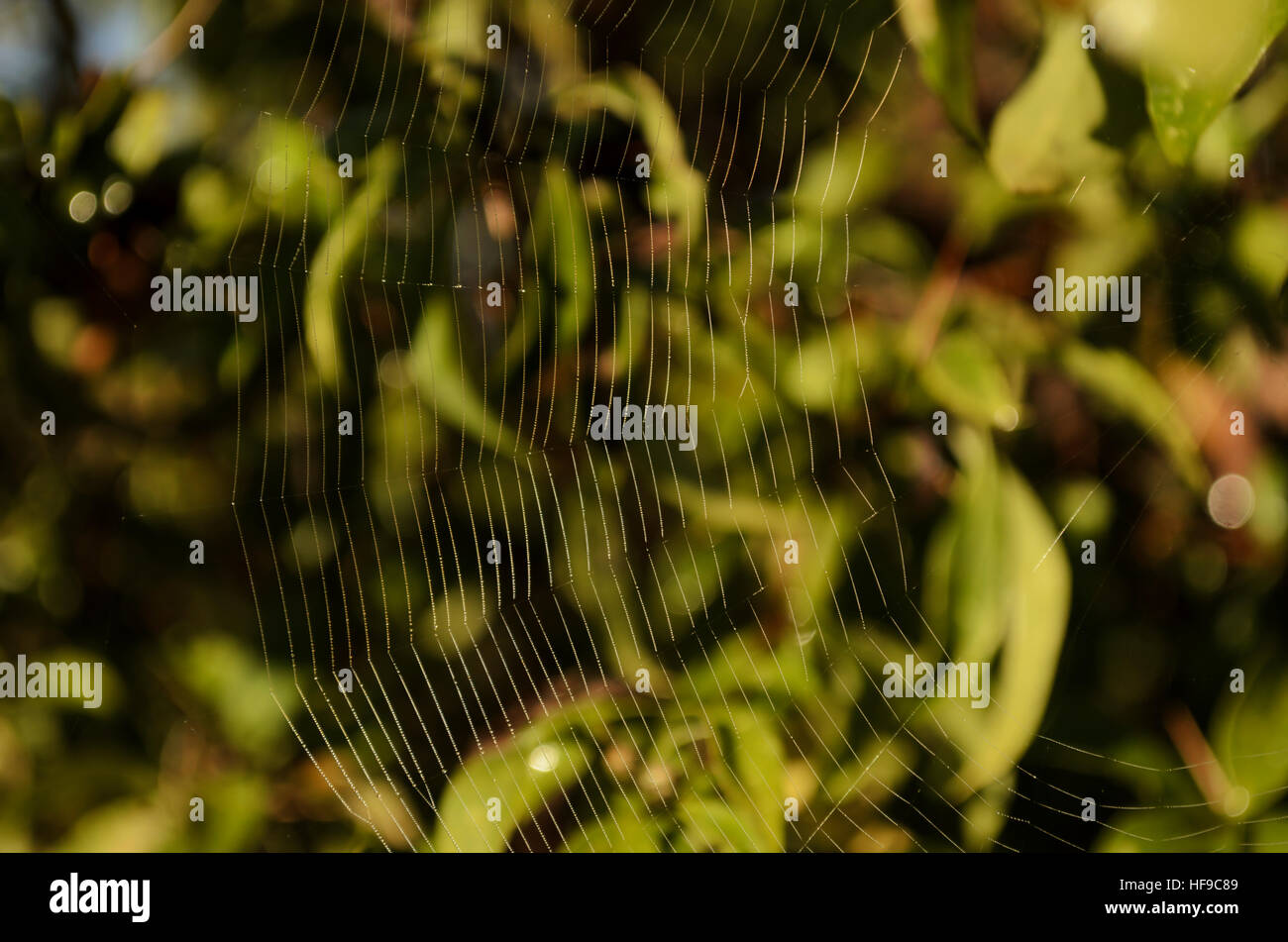 Web among forest plants with natural green background Stock Photo - Alamy