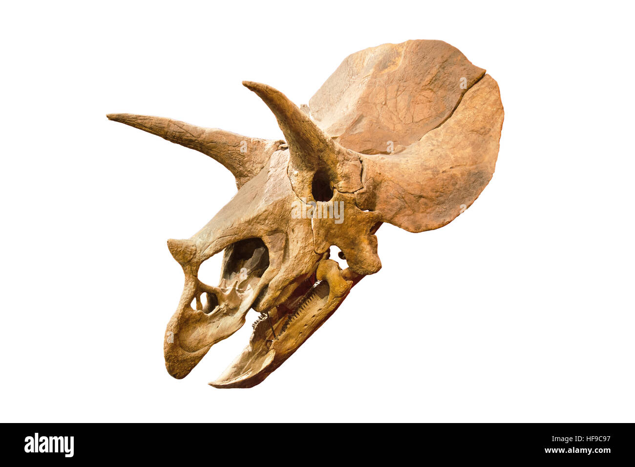 Dinosaur skeleton. Triceratops Fossil skull over white isolated background Stock Photo