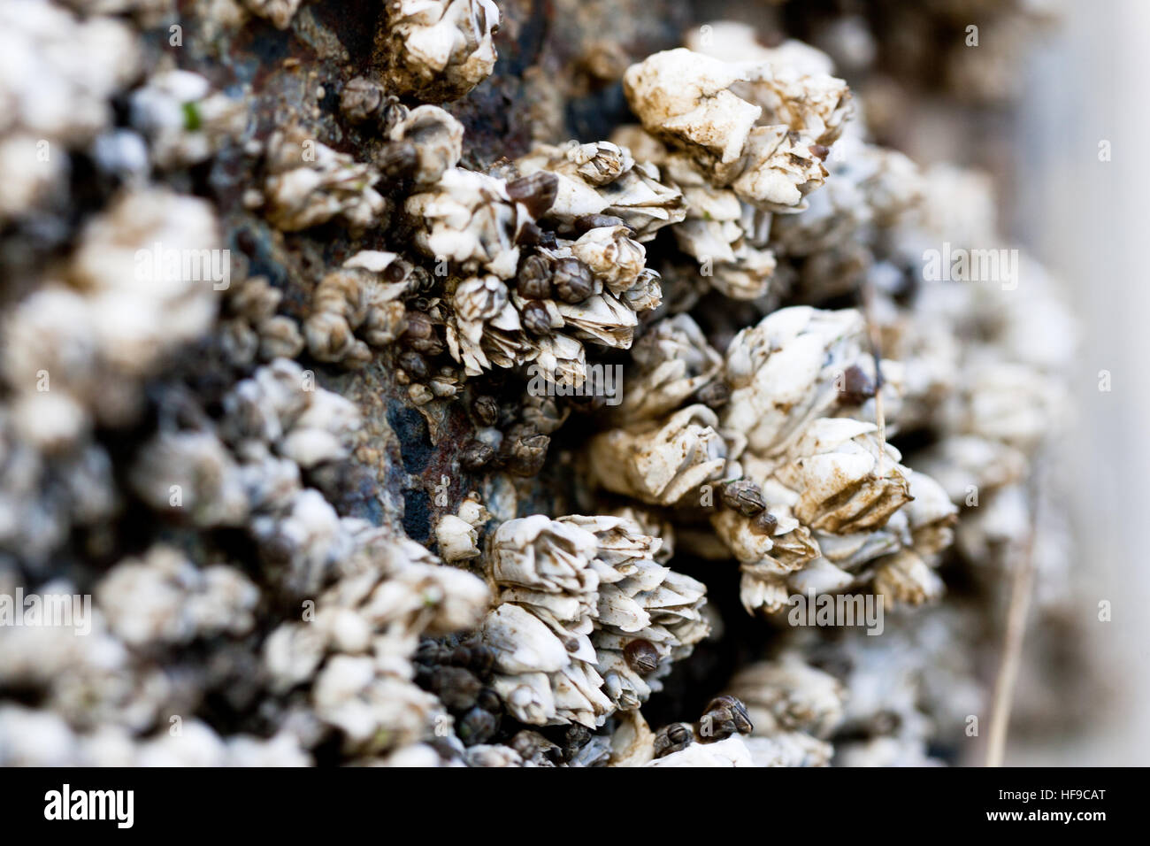 Close up of barnacles Stock Photo
