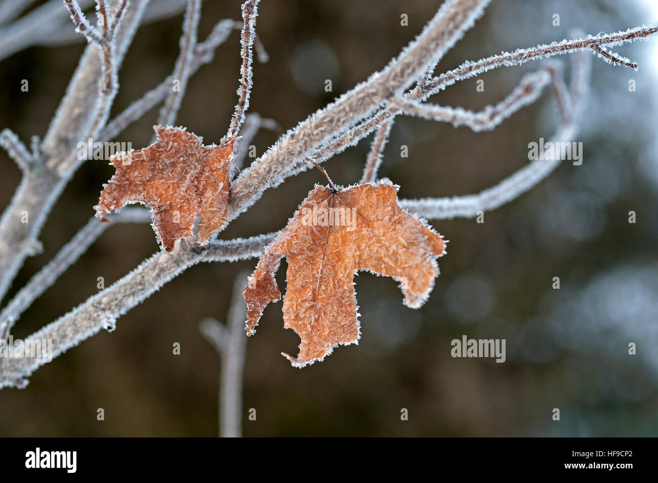 Ice crystals on maple leaf Stock Photo