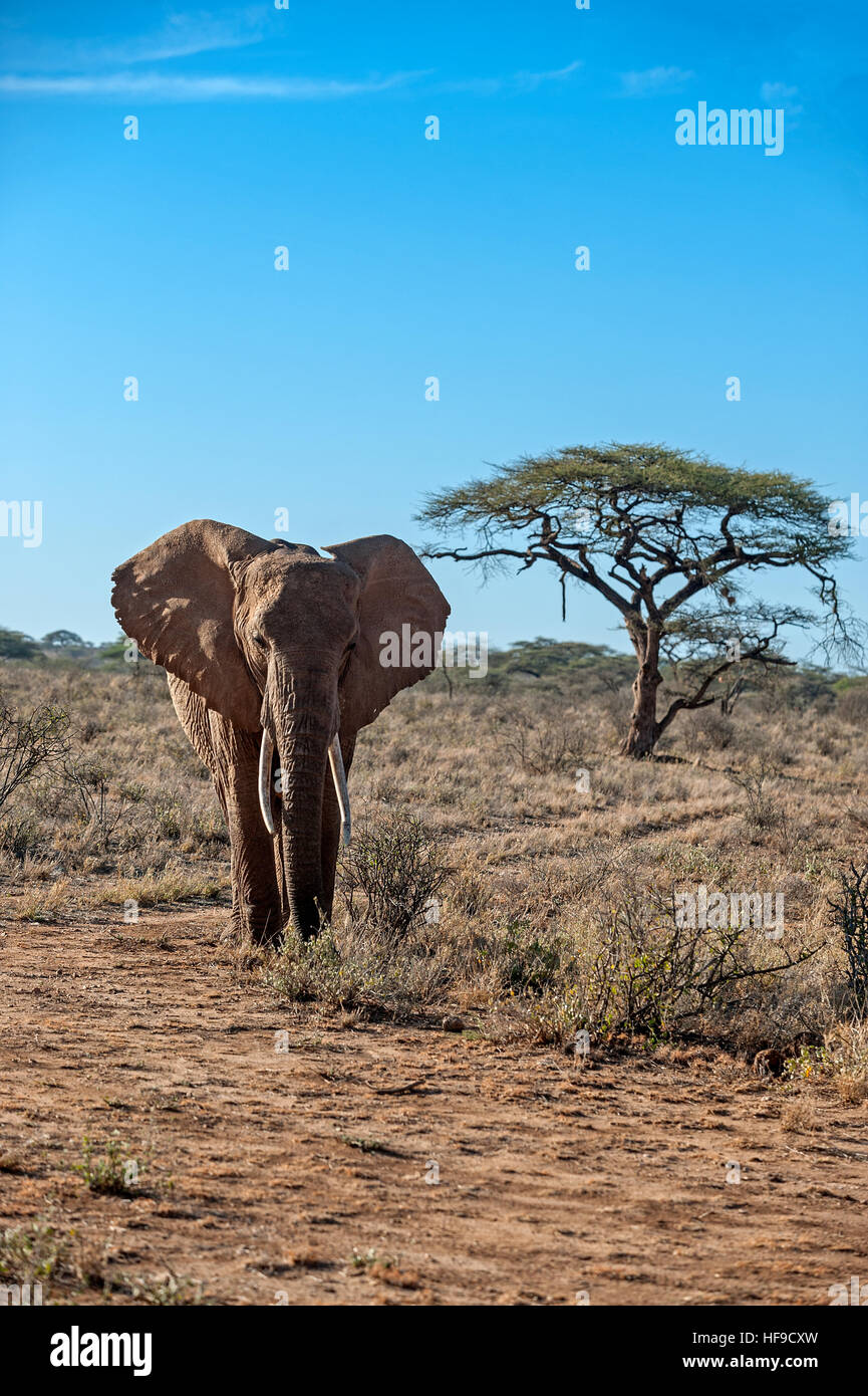 Elephant ears or elephants ears hi-res stock photography and images - Alamy