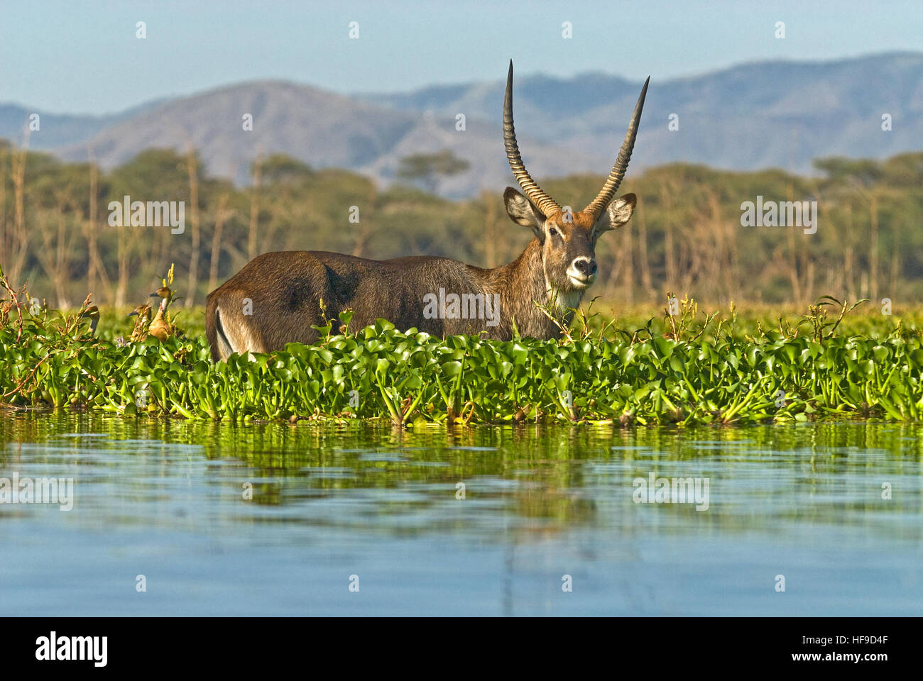 Water buck in River Stock Photo