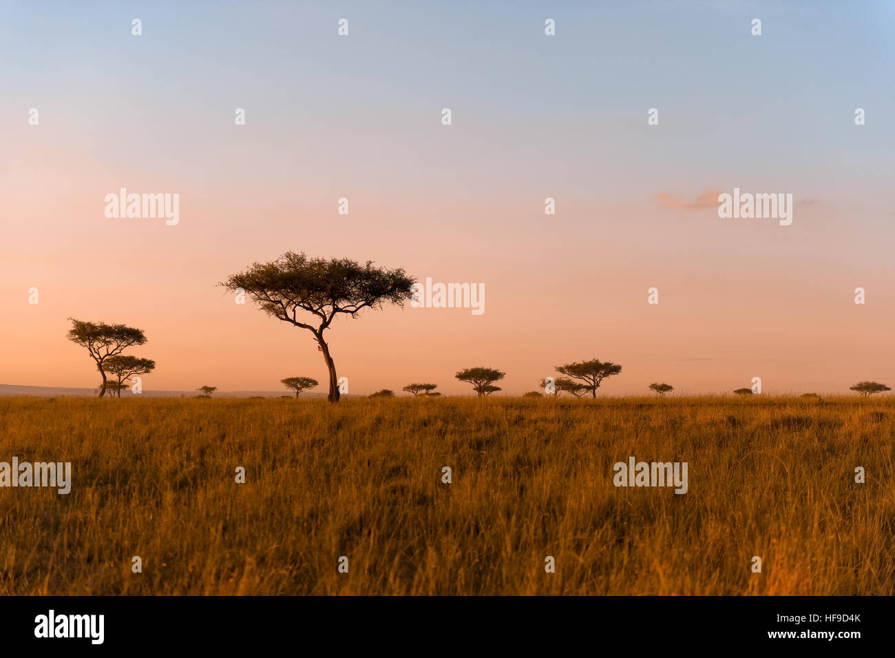 Acacia trees in maasai mara hires stock photography and images Alamy
