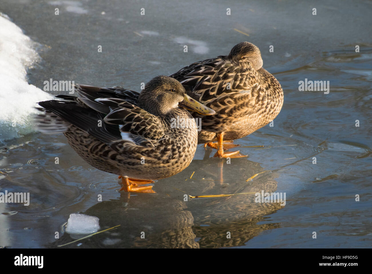 Blue-Winged Teal. Stock Photo
