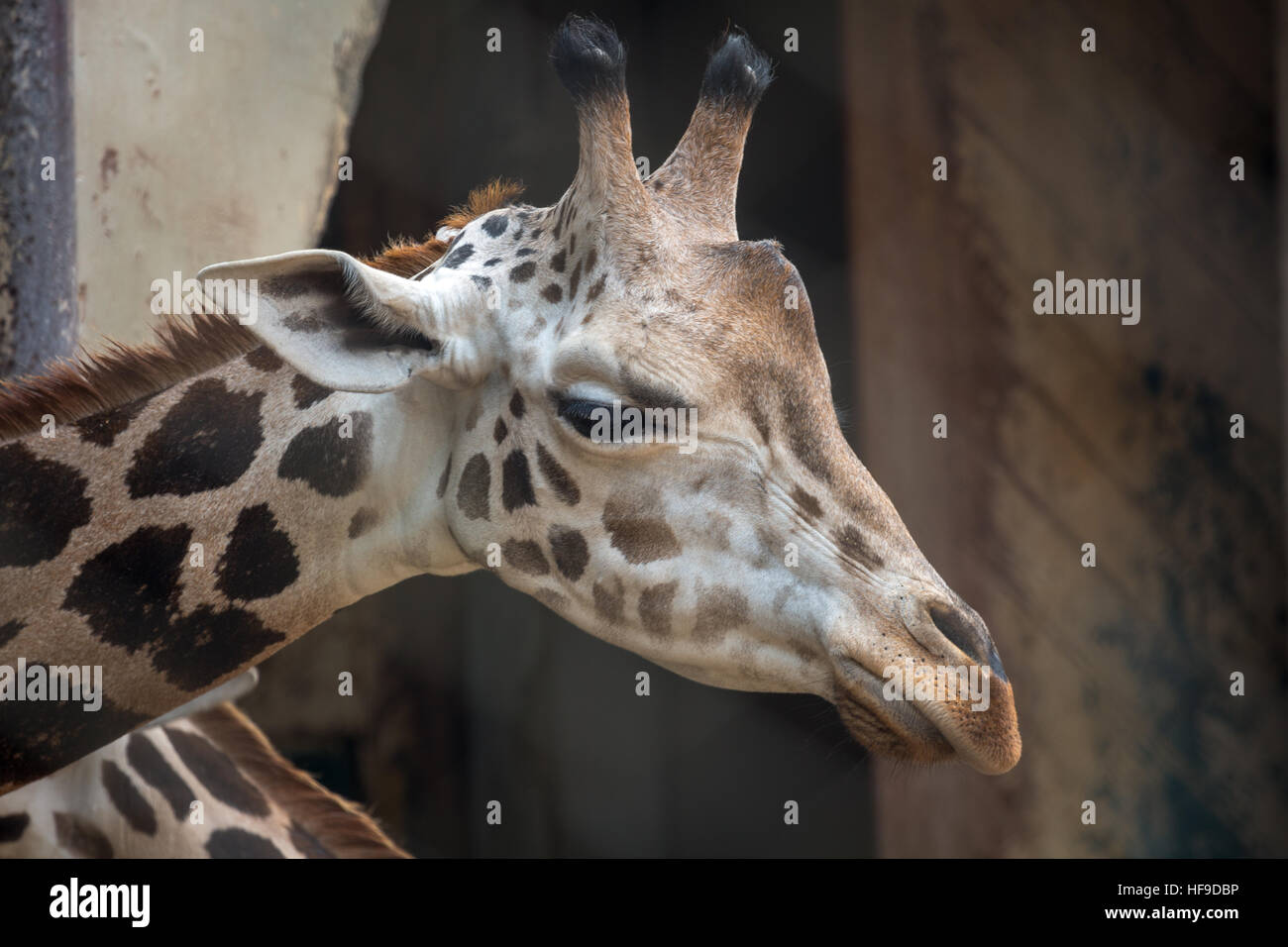 Kolkata zoo hi-res stock photography and images - Alamy Kolkata zoo hi-res stock photography and images - Alamy