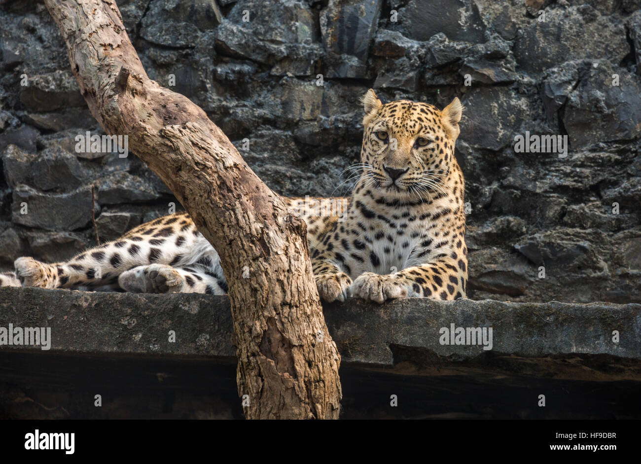 Male Indian leopard in his enclosure at an Indian zoo. Stock Photo
