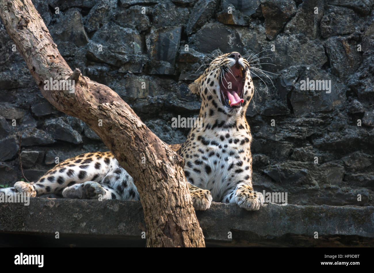 Male Indian leopard yawns in his enclosure at an Indian zoo. Stock Photo