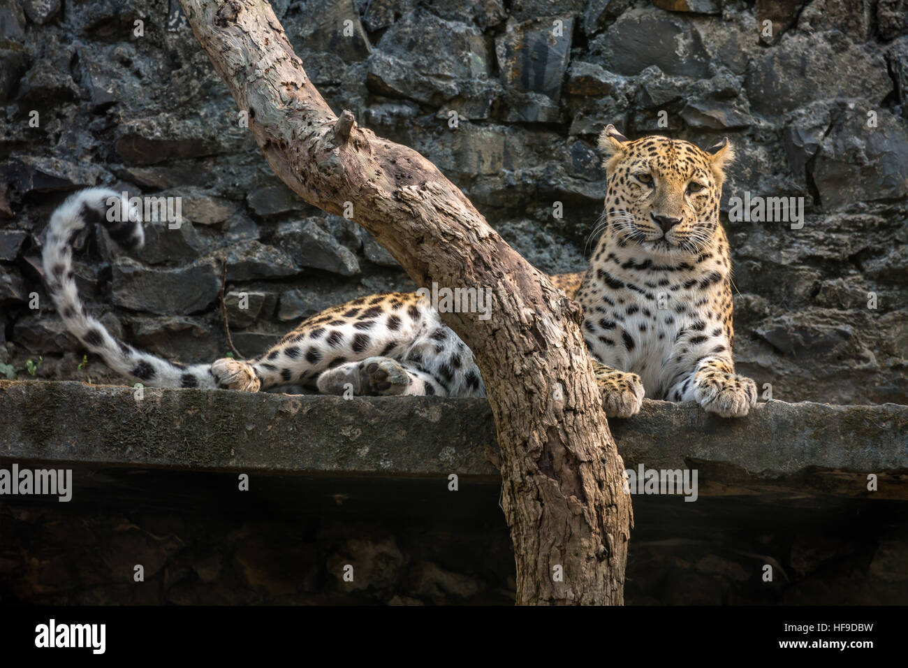Male Indian leopard at an Indian zoo. Stock Photo