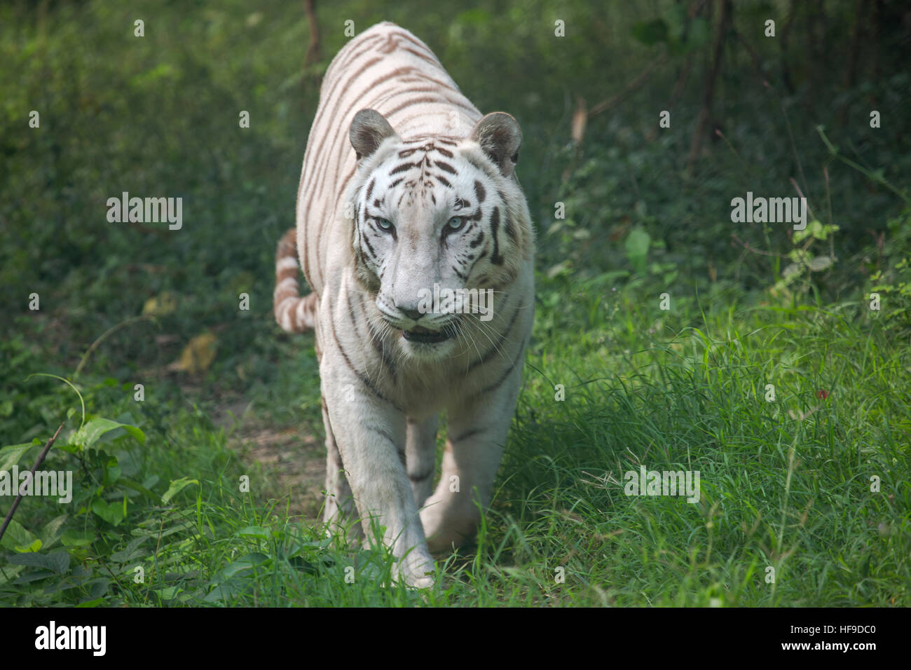 White Indian tiger walks through an open grassland at a tiger reserve in India. Stock Photo