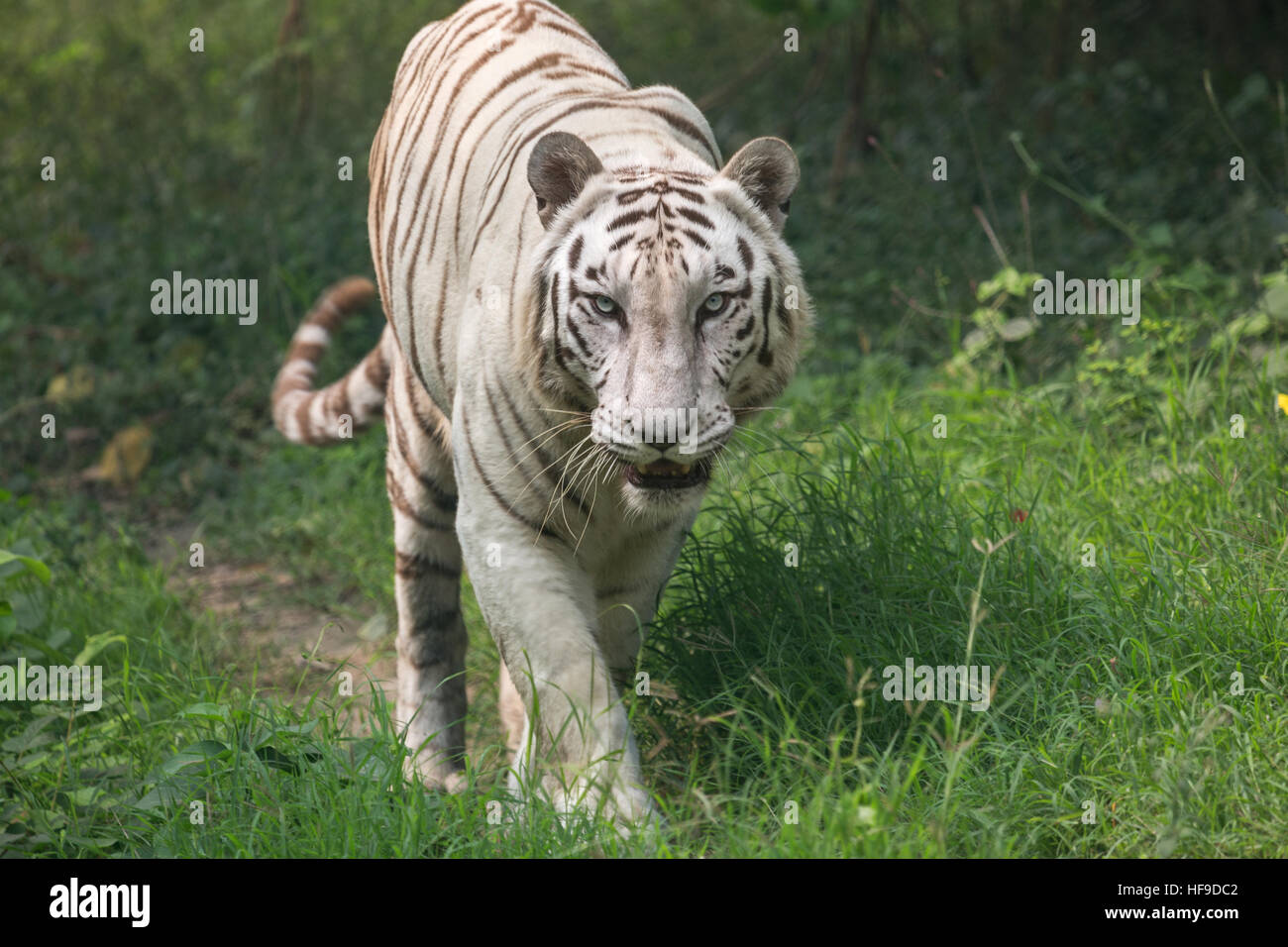 White tiger walks through an open grassland at a tiger reserve in India. Stock Photo