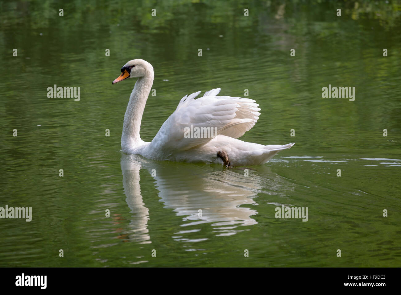 Great white swan bird swimming in the still waters of a lake Stock ...