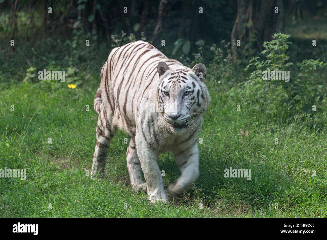 White Indian tiger walks through an open grassland at a tiger reserve in India. Stock Photo