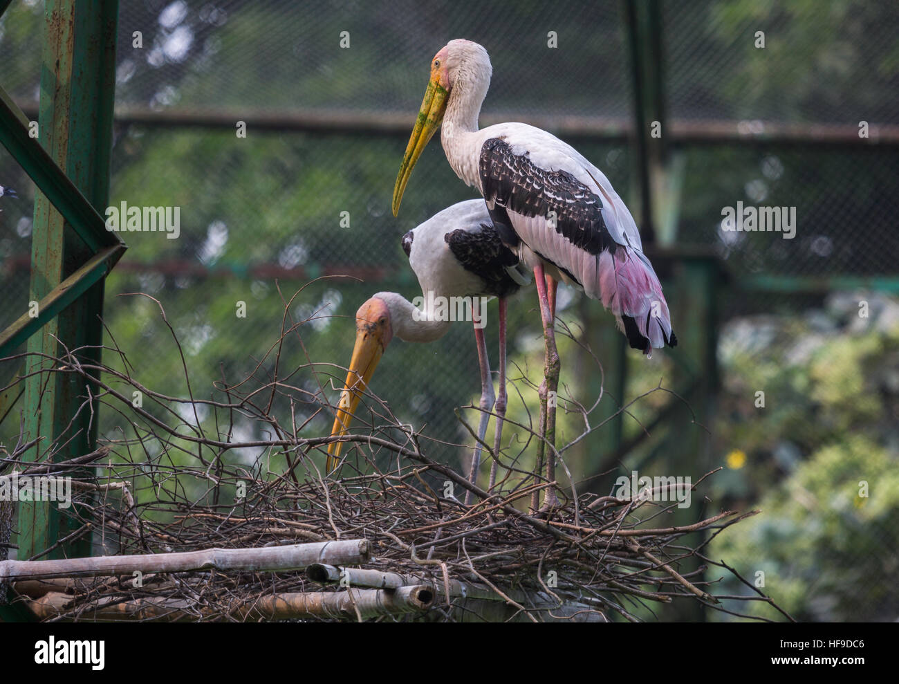 Yellow billed stork birds also known as the painted storks preparing their nest at a bird sanctuary in India. Stock Photo