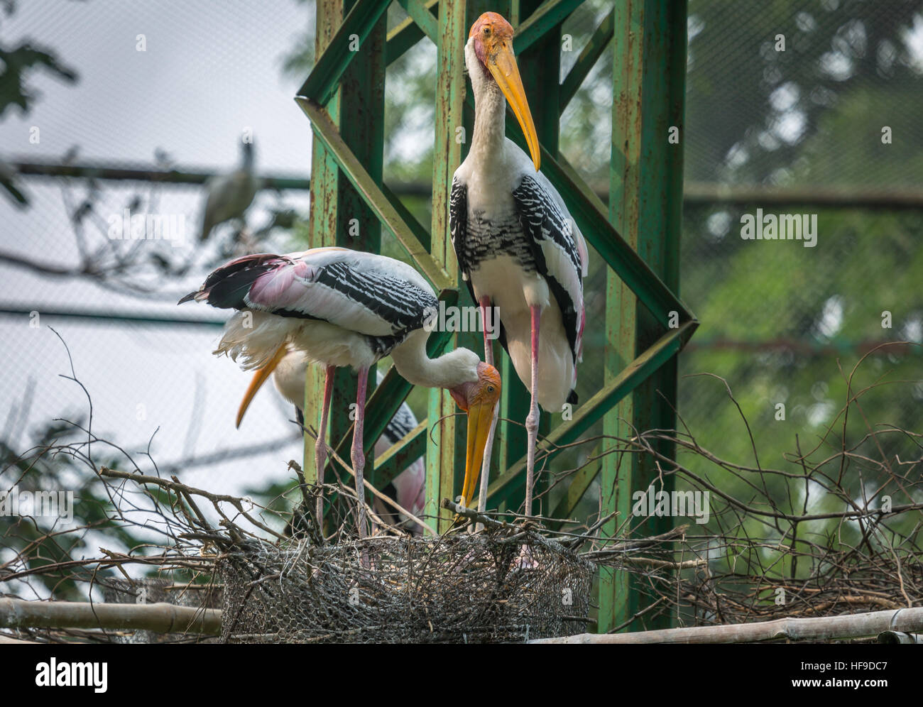 Yellow billed stork birds also known as the painted storks preparing their nest at a bird sanctuary in India. Stock Photo