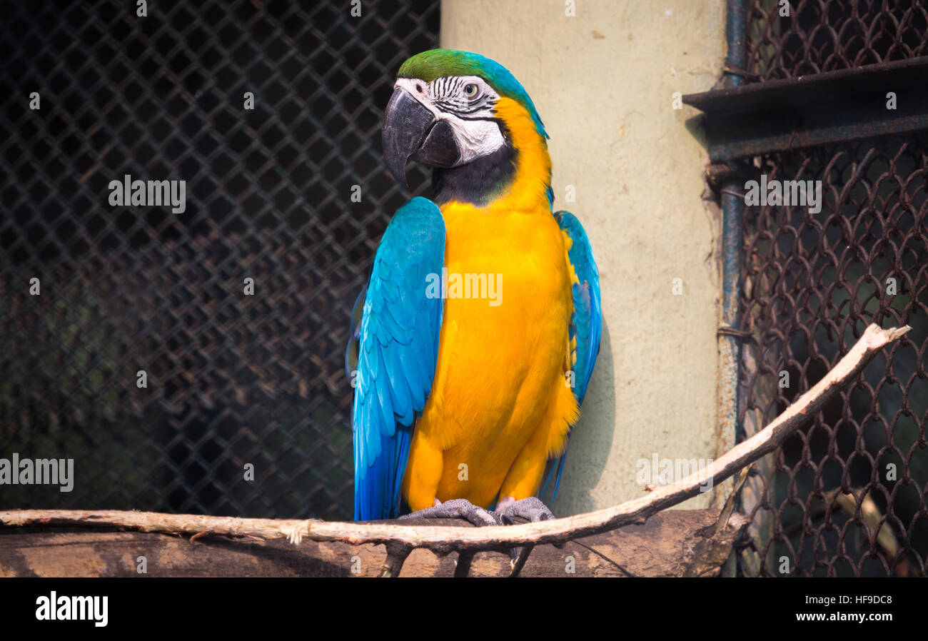Blue yellow macaw bird in a cage at a bird sanctuary in India Stock ... - Perfect Bird Cage Setup For Blue-Throated Macaws Flights