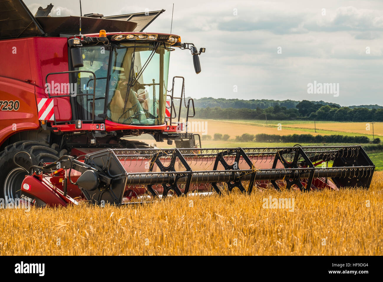 Combining a large barley field. Stock Photo