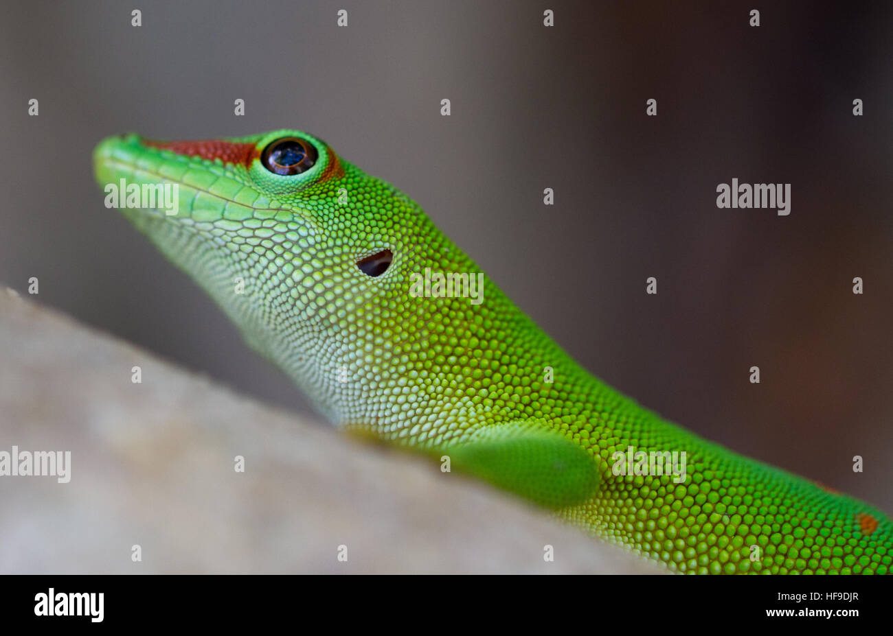 Madagascar giant day gecko (Phelsuma Grandis Stock Photo - Alamy