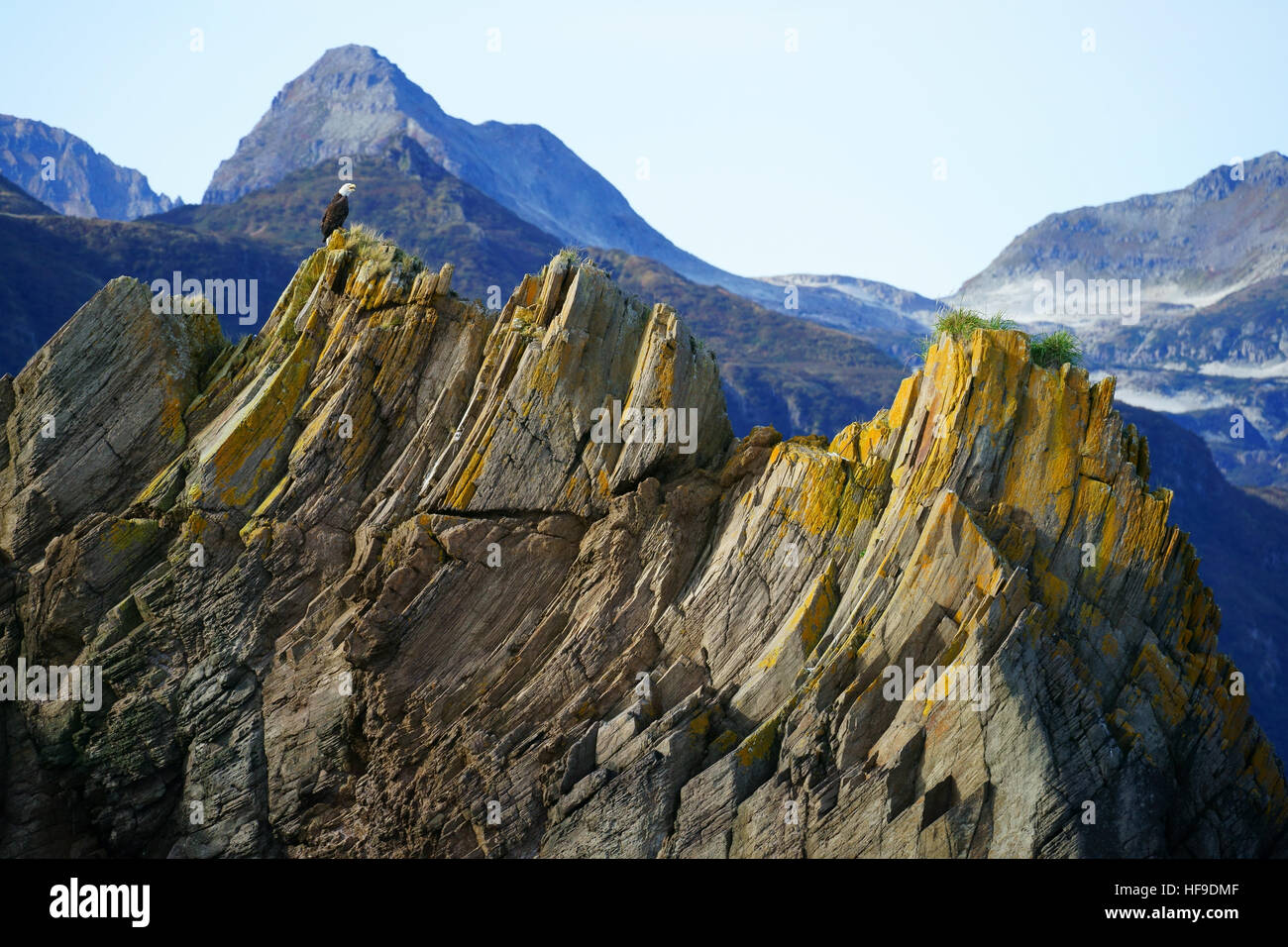 Bald eagle (Haliaetus leucocephalus) on top of cliff, coast of Katmai National park, Kinak Bay, Alaska Stock Photo
