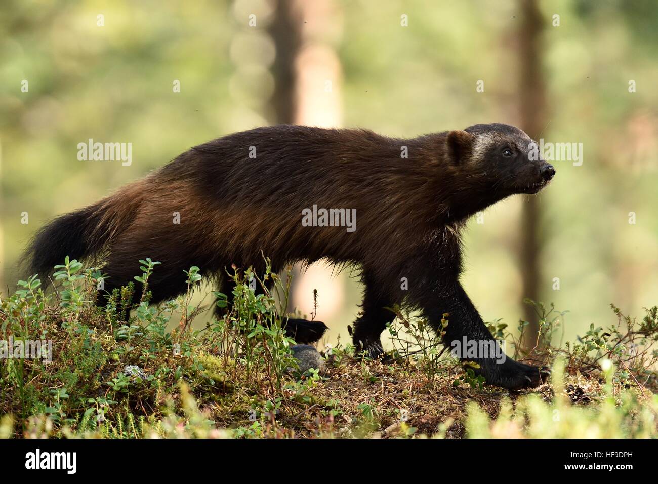 Wolverine in forest Stock Photo