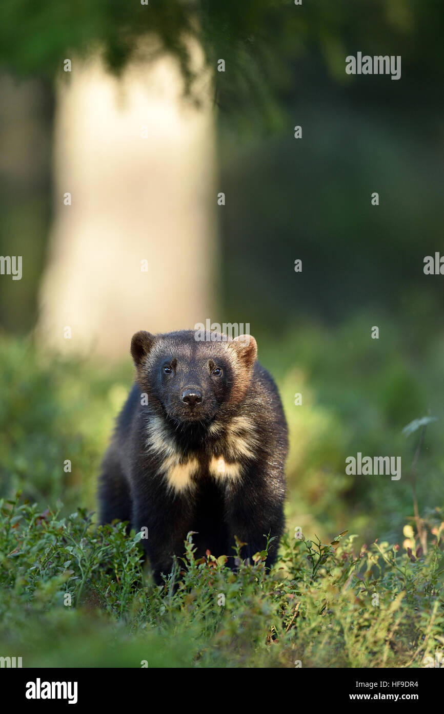 Wolverine (Gulo gulo) in forest Stock Photo