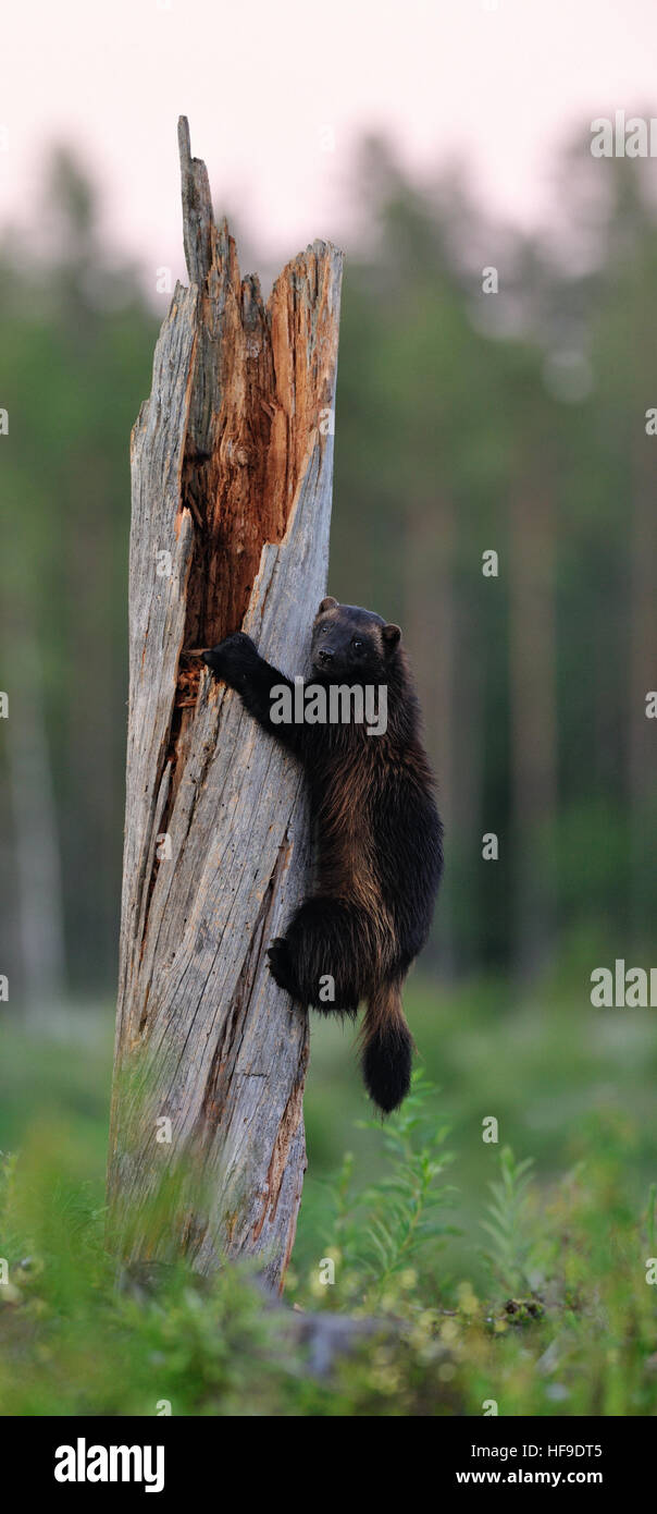 Wolverine (gulo gulo) climbing a tree Stock Photo - Alamy