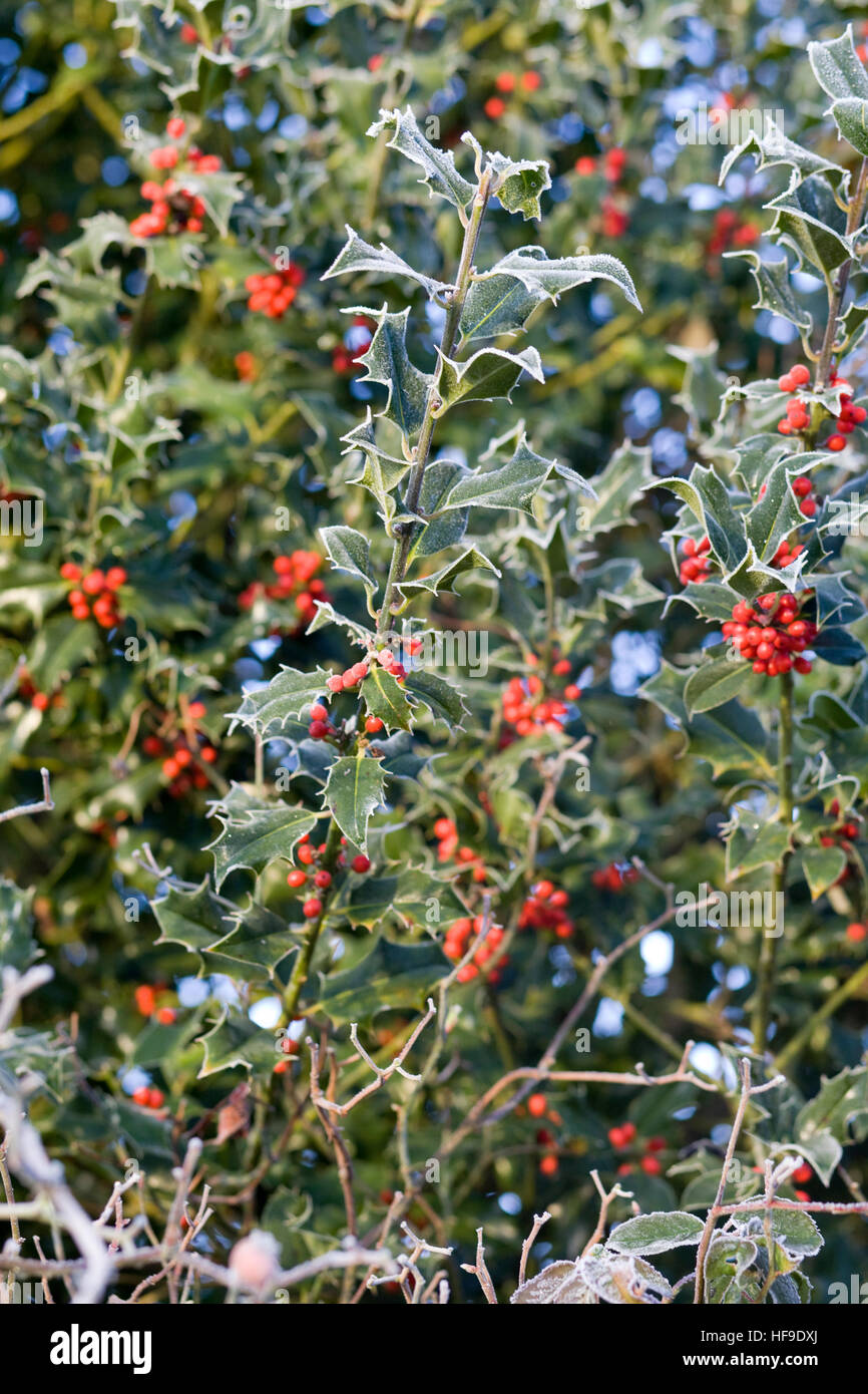 Holly bush with berry covered in Hoar frost Stock Photo