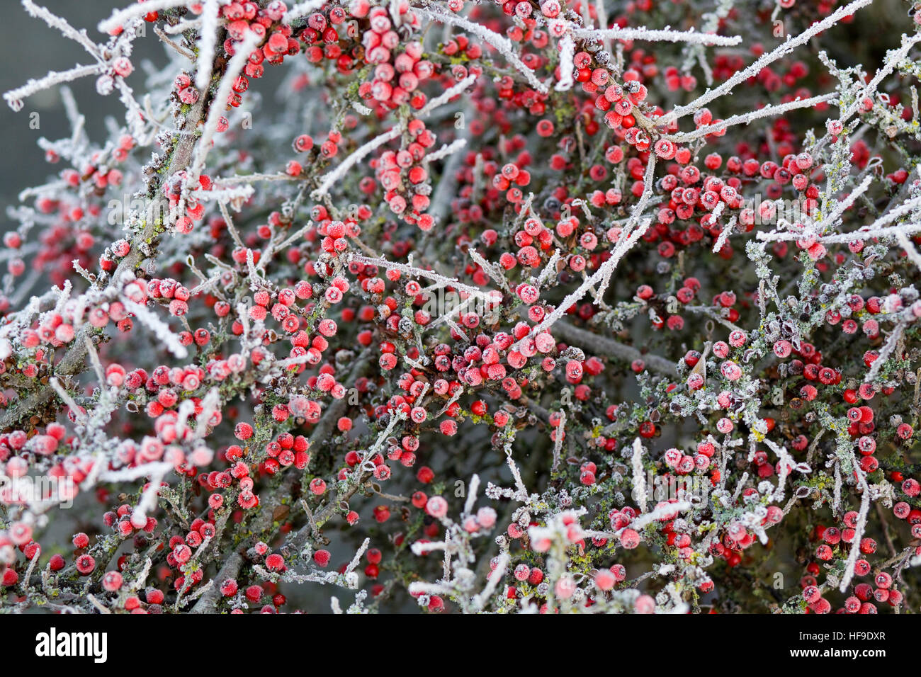 Frost covered Cotoneaster bush with red berries Stock Photo