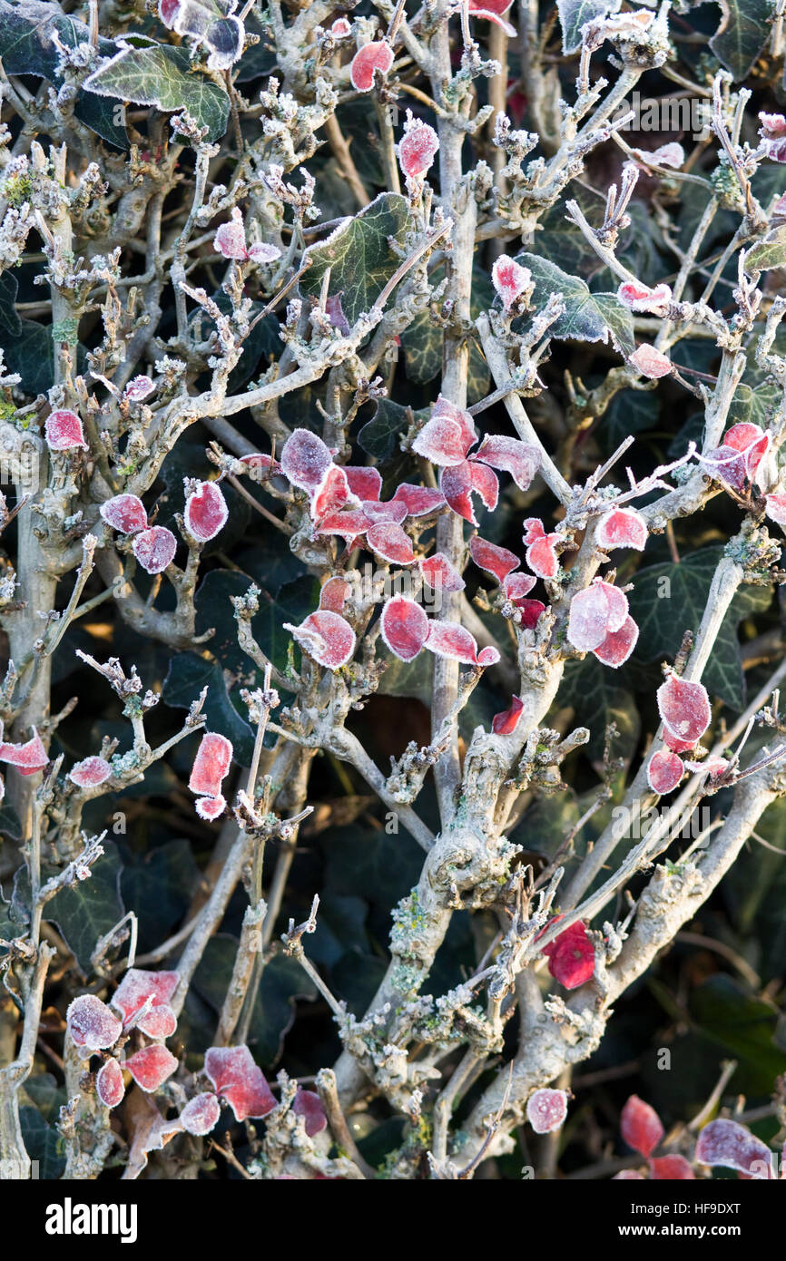 Frost covered plants Stock Photo