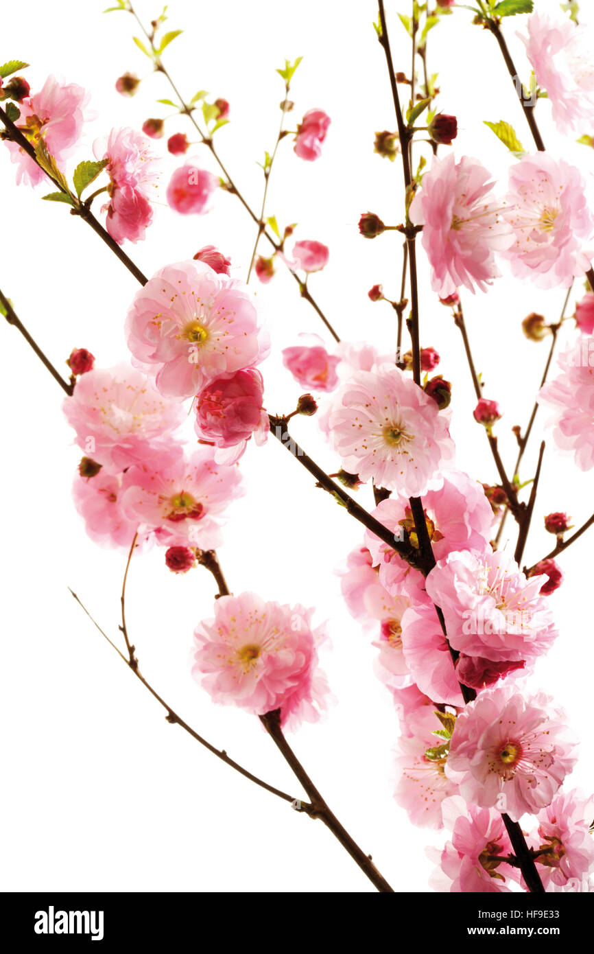 Flowering Almond (Prunus triloba) Stock Photo