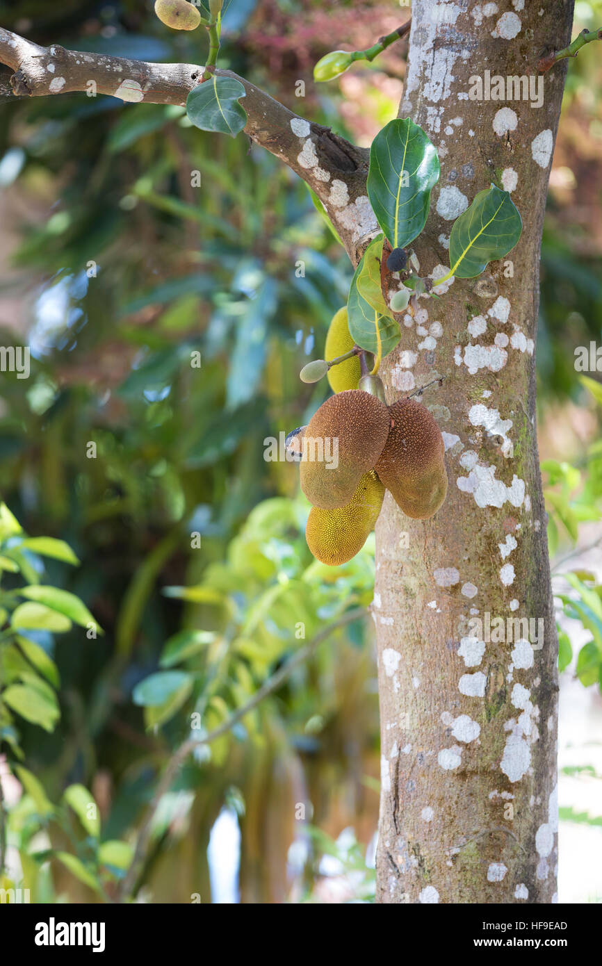 Jackfruit (Artocarpus heterophyllus), also known as jack tree, jakfruit, or sometimes simply jack. Maroantsetra Madagascar Stock Photo
