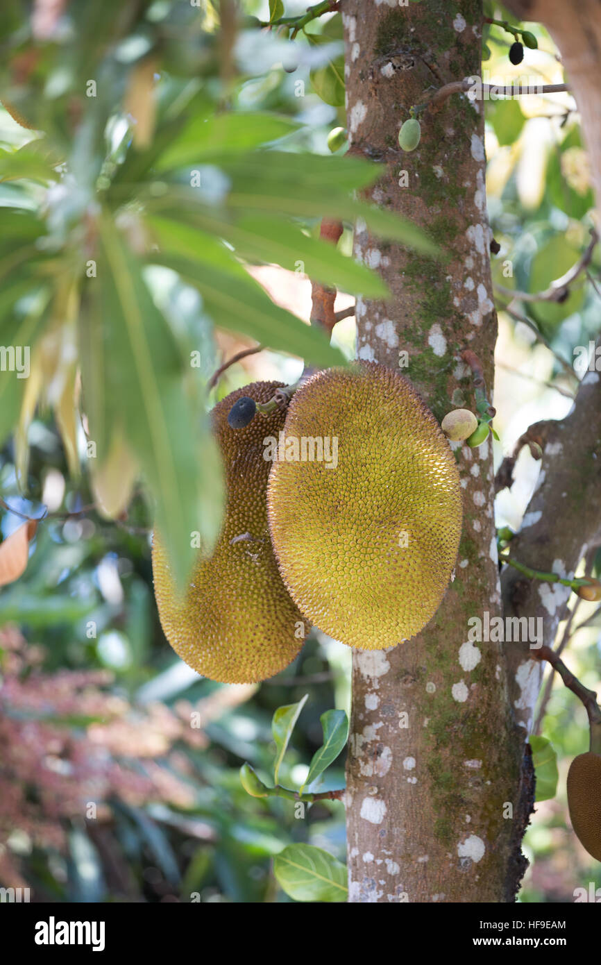 Jackfruit (Artocarpus heterophyllus), also known as jack tree, jakfruit, or sometimes simply jack. Maroantsetra Madagascar Stock Photo