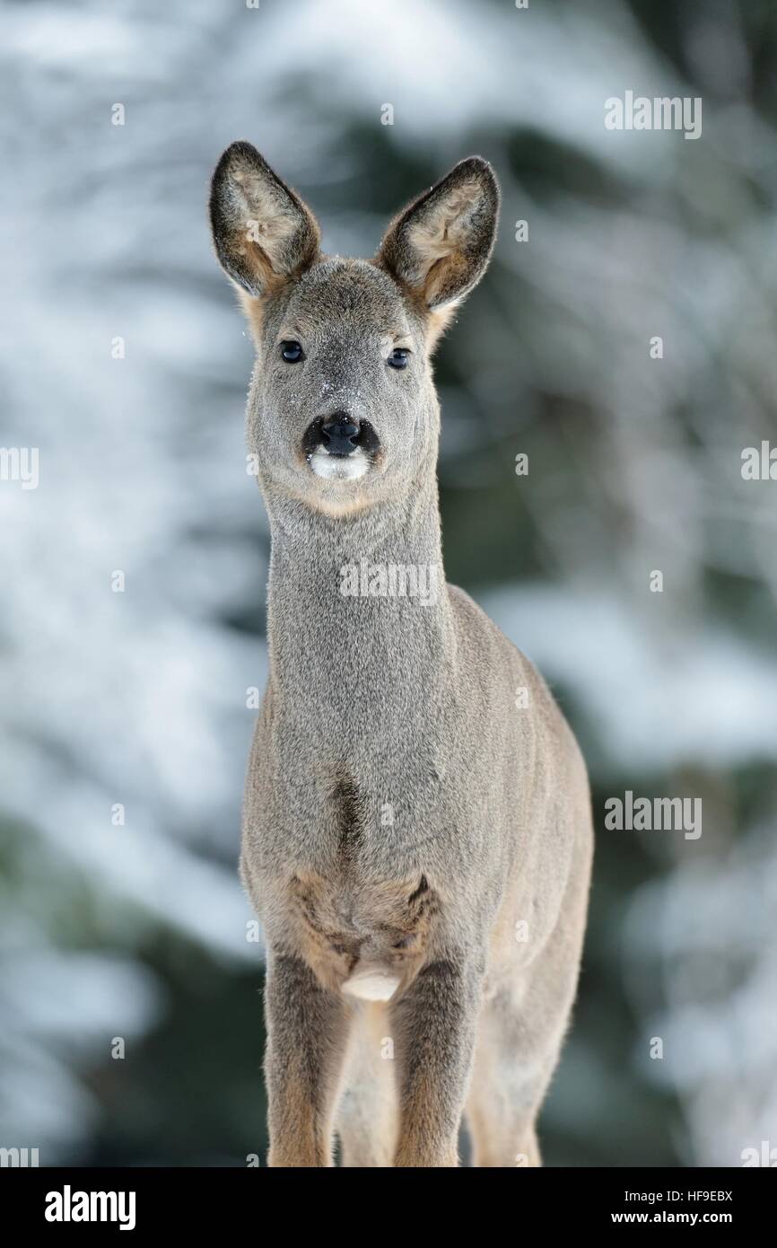 Roe deer portrait in winter Stock Photo - Alamy