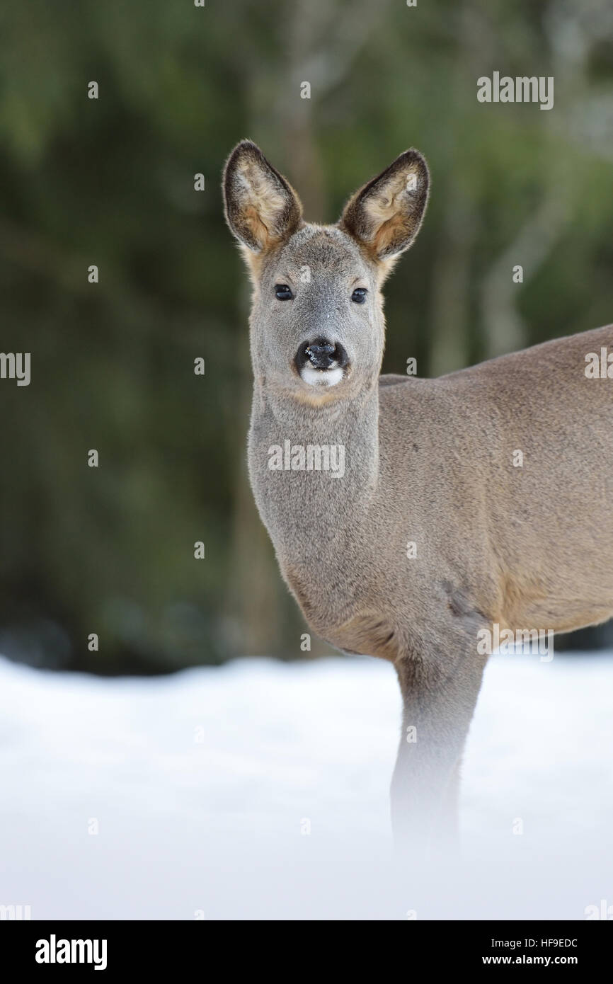 Roe deer on snow Stock Photo - Alamy