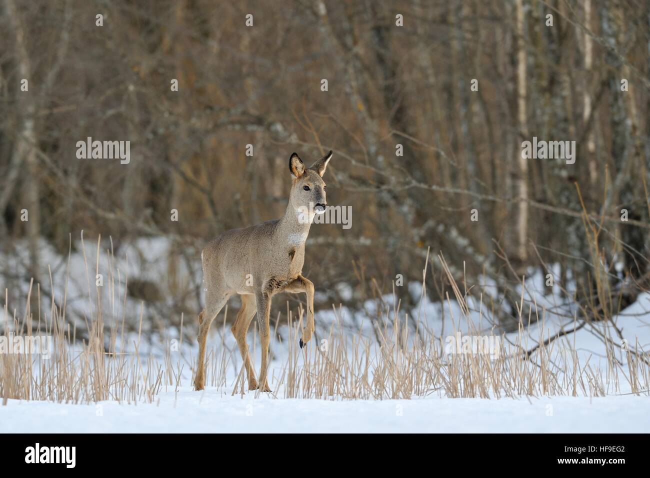 Roe deer in wintertime Stock Photo - Alamy