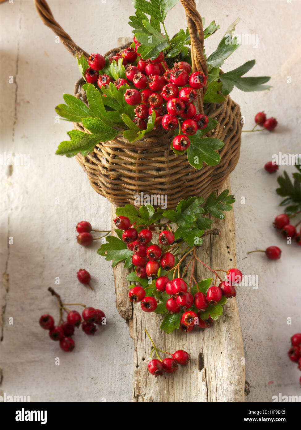 May-tree, whitethorn, or hawberry (Crataegus sp.), fresh berries and foliage in basket Stock Photo