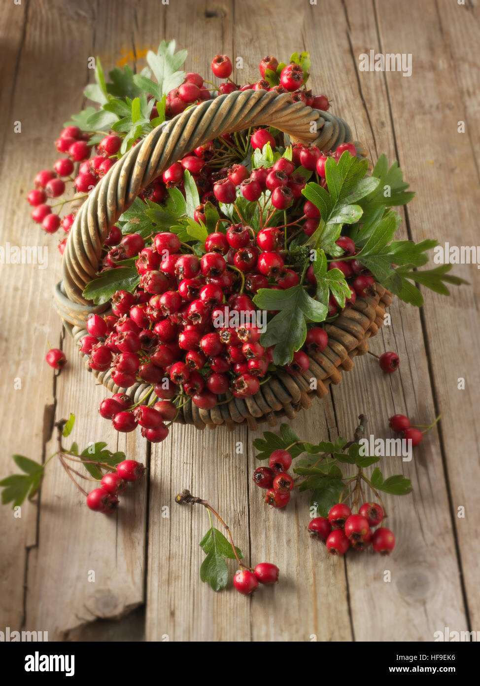 May-tree, whitethorn, or hawberry (Crataegus sp.), fresh berries and foliage in basket on wooden planks Stock Photo
