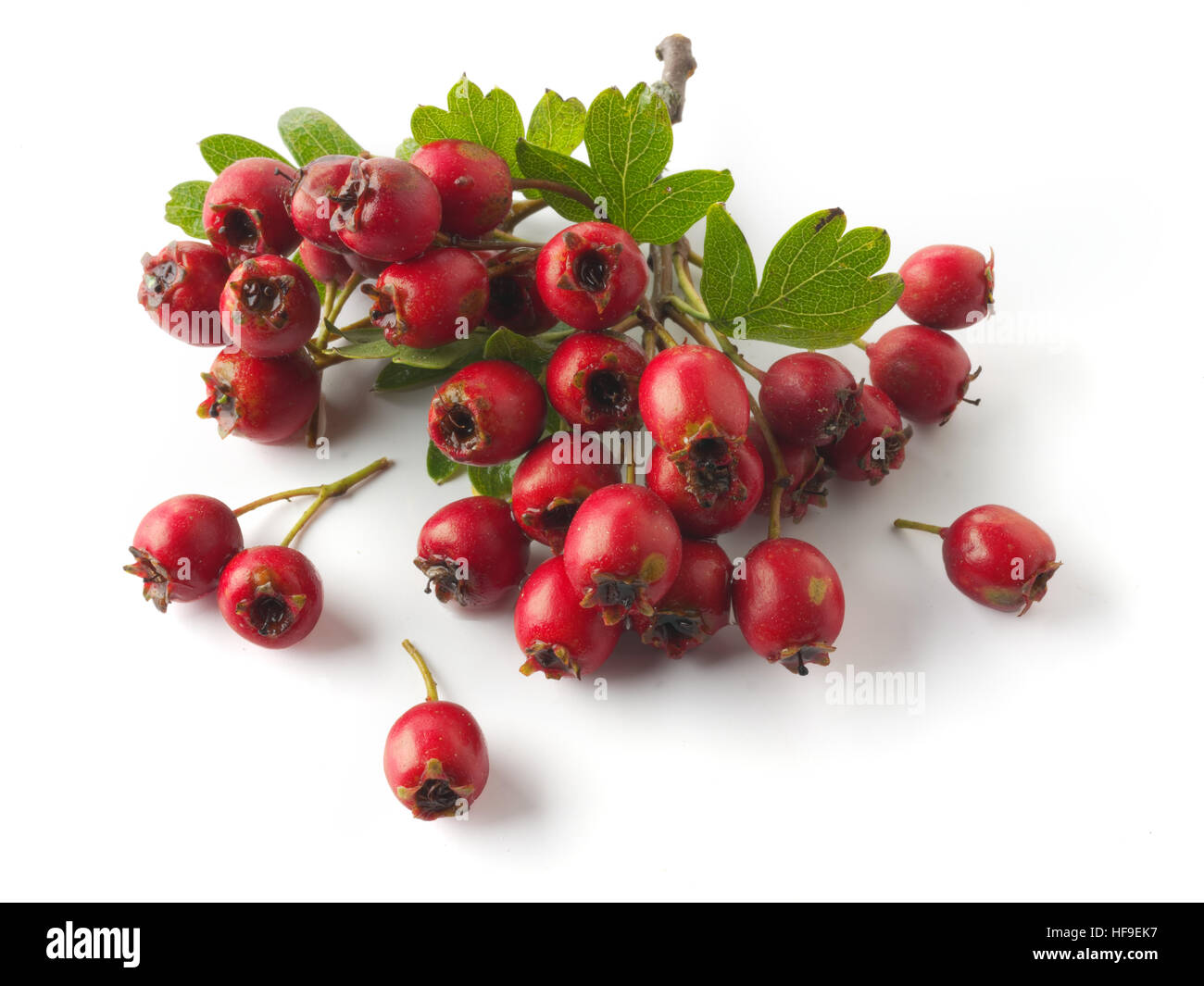 May-tree, whitethorn, or hawberry (Crataegus sp.), fresh berries and foliage on wooden planks against white background Stock Photo