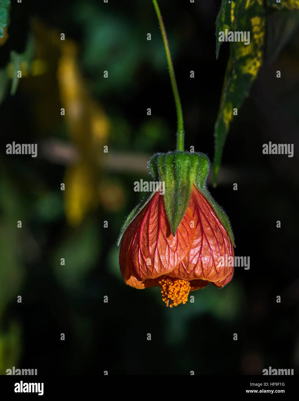 Abutilon flower hanging isolated on a dark green background Stock Photo