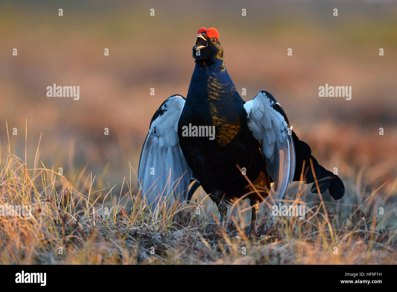 Black grouse calling at sunrise Stock Photo